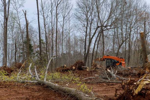 Best Tree Disease Treatment  in Harrisville, UT