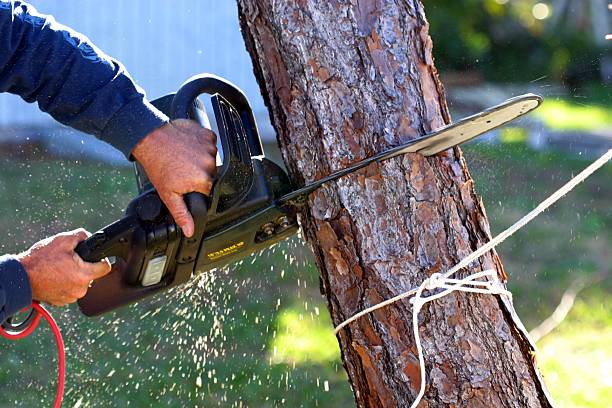 Professional Tree Removal Services in Harrisville, UT