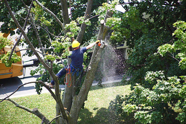 How Our Tree Care Process Works  in  Harrisville, UT